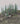 Rock Island Hobby RIH024202 Snow Covered Fir 8pc 3.5"; 8pc 4.3"