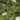 JTT 95266 Scenic Shrubs - Light Green