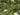 JTT 95266 Scenic Shrubs - Light Green