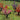 JTT 95546 O scale Flower Bushes - 1"-1.5" - 32-pack
