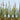 JTT 95633 Cattails Dried - 3/4"