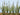 JTT 95634 Cattails Dried - 1.5"