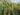 JTT 95635 Reeds - 2"