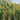 JTT 95638 Reeds - 1"