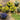 JTT 95643 Flower Bushes - White, Purple, Blue