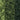 Woodland Scenics Tree Kit 3/4''-3'' Green Deciduous TR1101 | Fusion Scale Hobbies