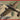 IBG Models 1/72 IBG PZL.37 B I Los - Polish Medium Bomber - Fusion Scale Hobbies