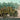 IBG Models 1/72 IBG Chevrolet C.15A No.11 Cab Personnel Lorry ( 2H1 composite wood & steel body)