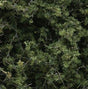 Fine-Leaf Med Green Foliage w/Plastic Tree Armature (75cu. in.) - Fusion Scale Hobbies